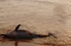 Dolphin carcass on Maravanthe Beach attracts curious crowds